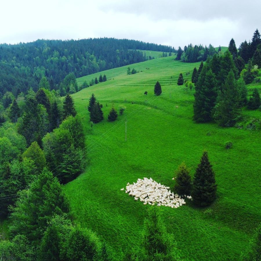 Dziejba Lesna Apartamenty &Spa - Piekne I Nowe Apartamenty I Domek, Sauna I Jacuzzi - W Cenie I Na Wylacznosc, 1 Km Od Stoku Jaworki Exteriör bild